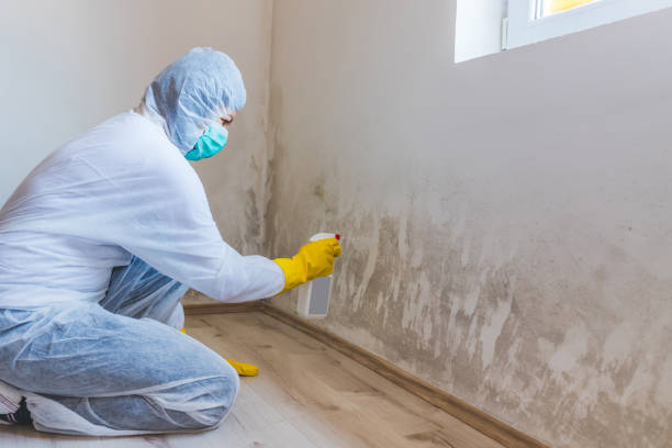 Licensed Mold Removal service in Viewtown, VA - WQB Mold Removal